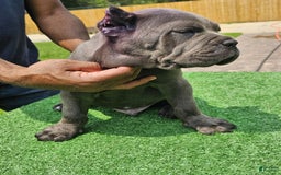 Cane Corso dogs for sale: Dream - Image 6
