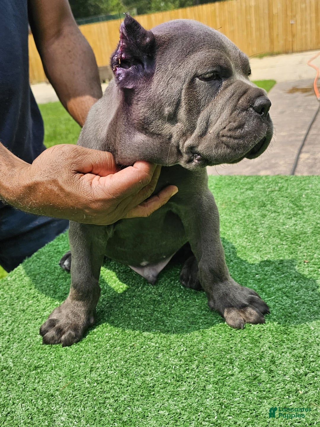 Cane Corso dogs for sale: Dream - Image 6