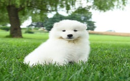 Samoyed dogs for sale: Ginger - Image 3
