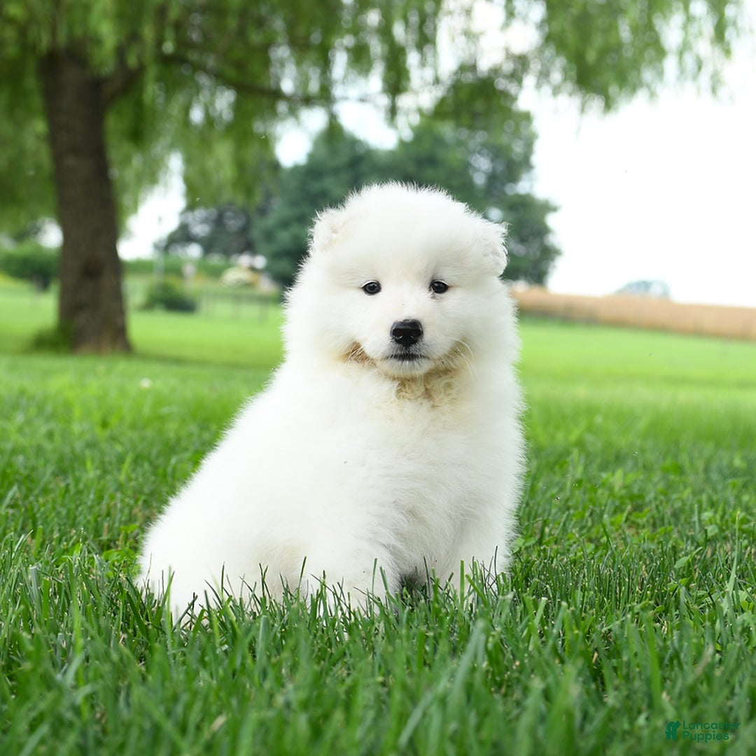 Samoyed dogs for sale: Ginger - Image 3