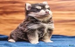 Pomsky dogs for sale: Raven - Image 5