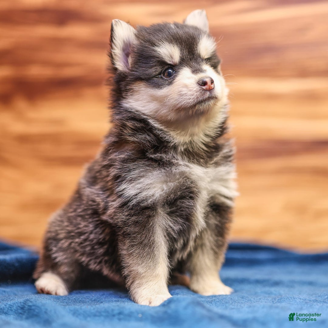 Pomsky dogs for sale: Raven - Image 5