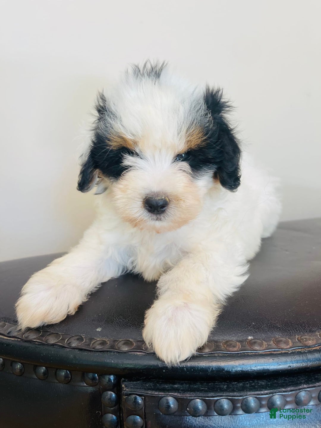 Mini Bernedoodle dogs for sale: Nutter Butter - Image 3