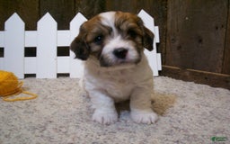 Cavachon dogs for sale: Boots - Image 8