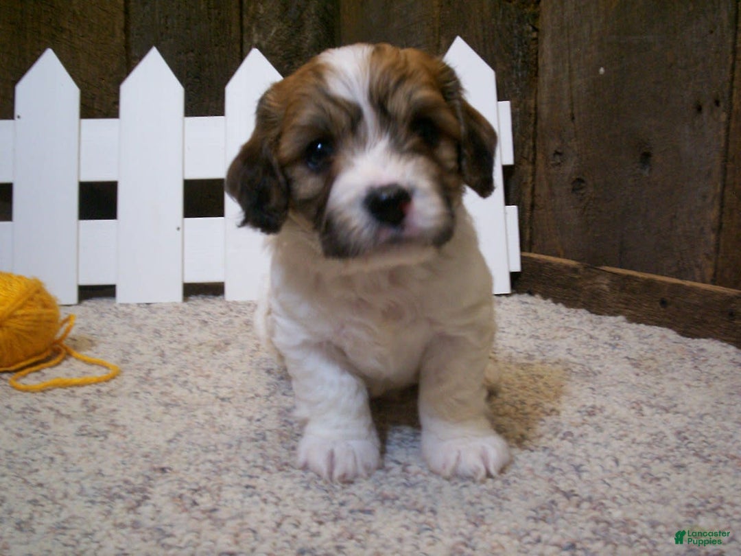 Cavachon dogs for sale: Boots - Image 8