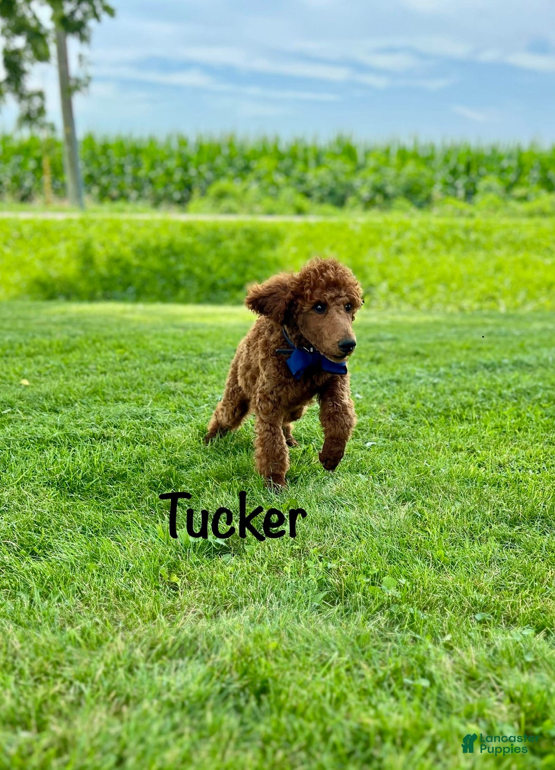 Standard Poodle dogs for sale: Tucker - Image 11