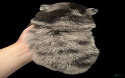 Pomeranian dogs for sale: Dotty - Image 6