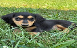 Miniature Dachshund dogs for sale: Luna - Image 2