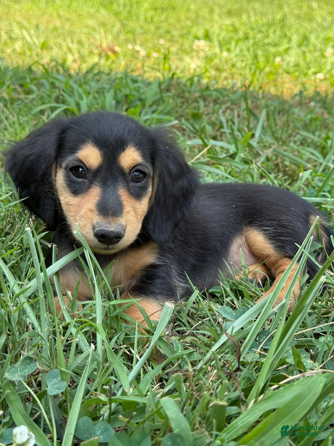 Miniature Dachshund dogs for sale: Luna - Image 2