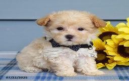 Maltipoo dogs for sale: Nevin - Image 11