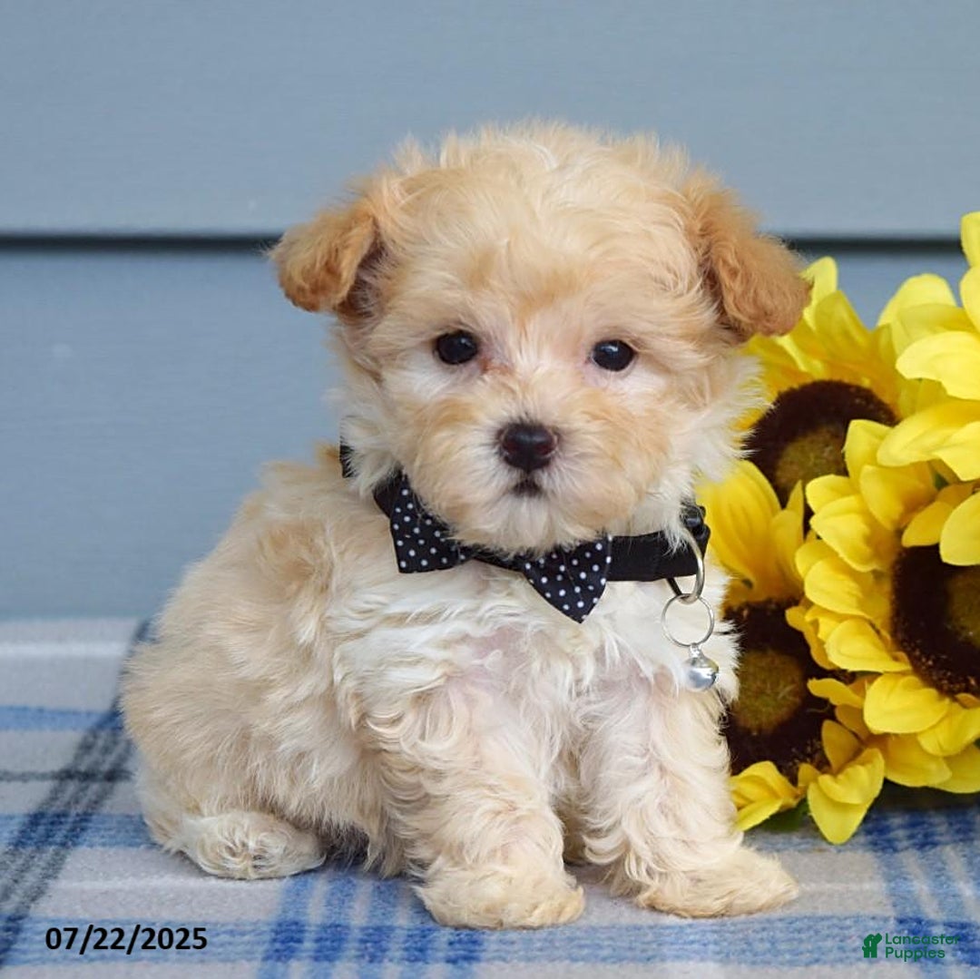 Maltipoo dogs for sale: Nevin - Image 11