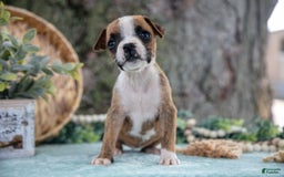 Boxer dogs for sale: Farah - Image 5