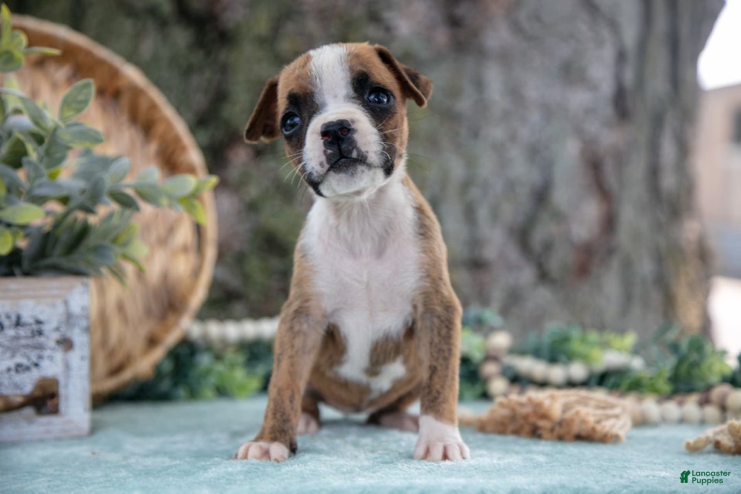 Boxer dogs for sale: Farah - Image 5