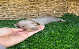 Miniature Dachshund dogs for sale: Belle - Image 1