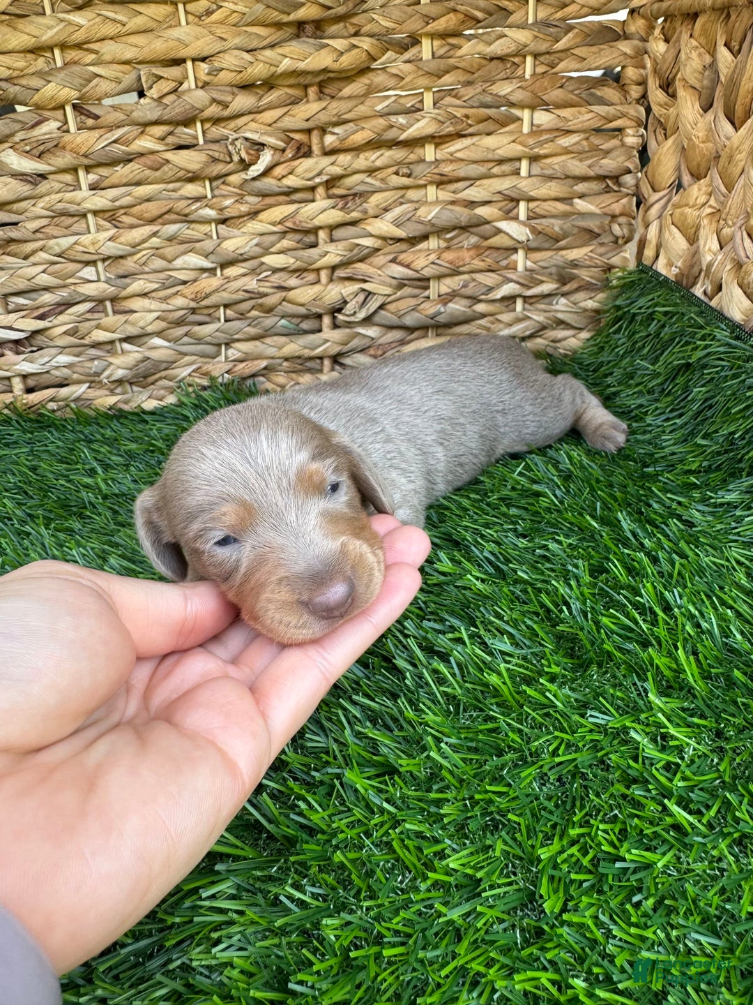 Miniature Dachshund dogs for sale: Belle - Image 1