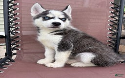 Siberian Husky dogs for sale: Bruno - Image 10