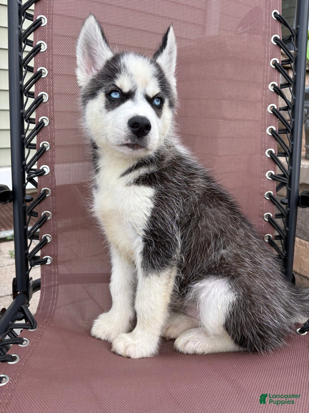 Siberian Husky dogs for sale: Bruno - Image 10