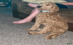 Goldendoodle dogs for sale: Lady - Image 4