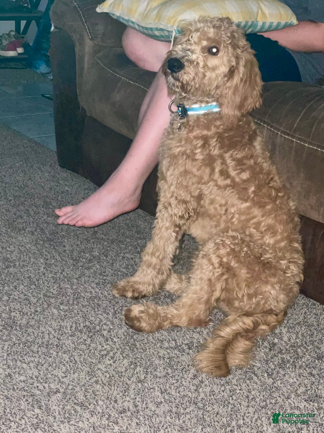 Goldendoodle dogs for sale: Lady - Image 4