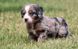 Bernese Mountain Dog dogs for sale: Angel - Image 3