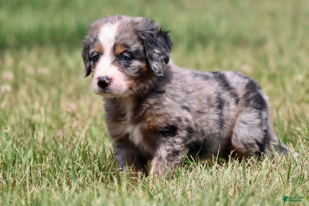 Bernese Mountain Dog dogs for sale: Angel - Image 3