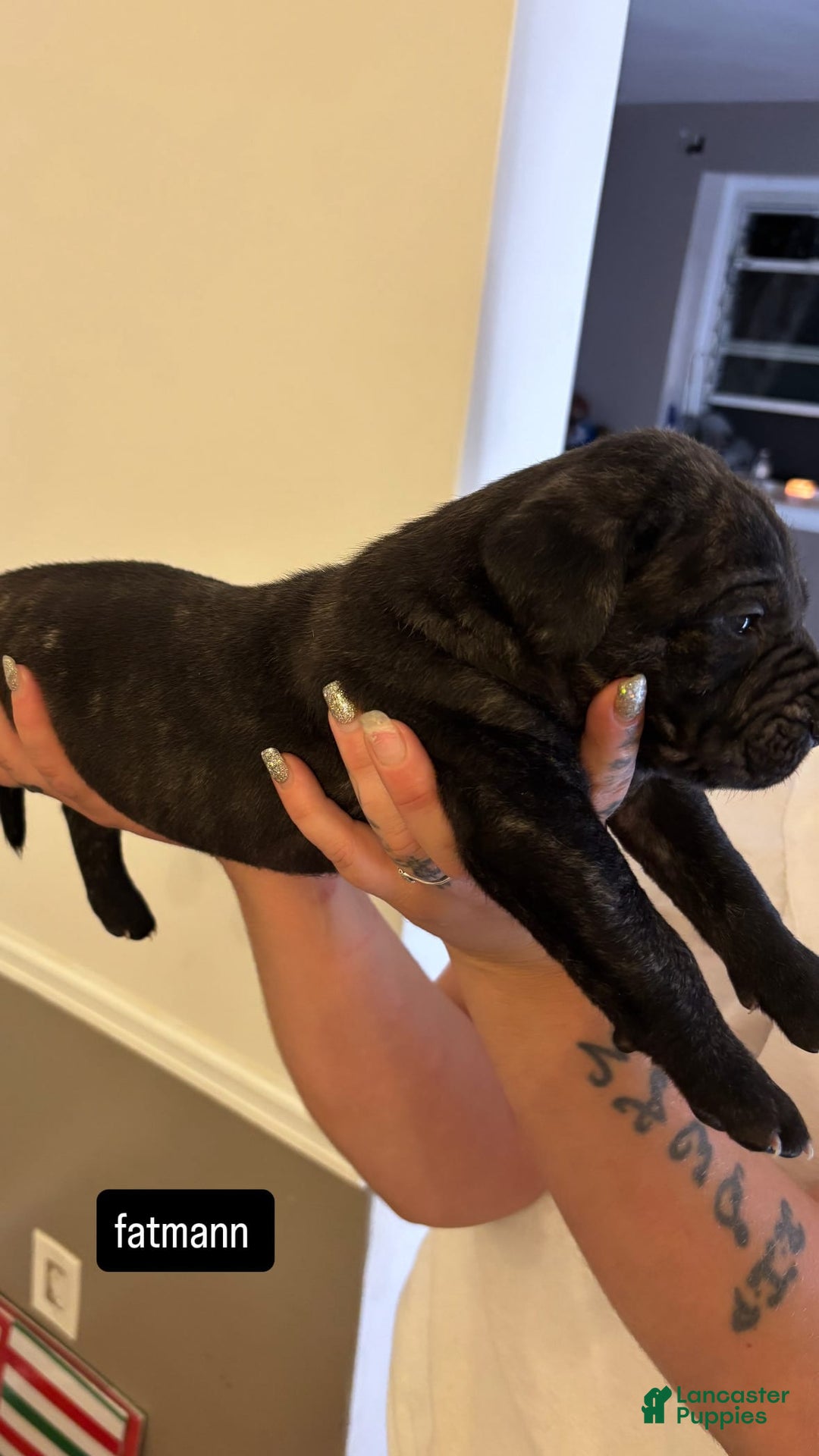 Cane Corso dogs for sale: Cane Corso 6 puppies - Image 2
