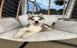 Siberian Husky dogs for sale: Bruno - Image 2