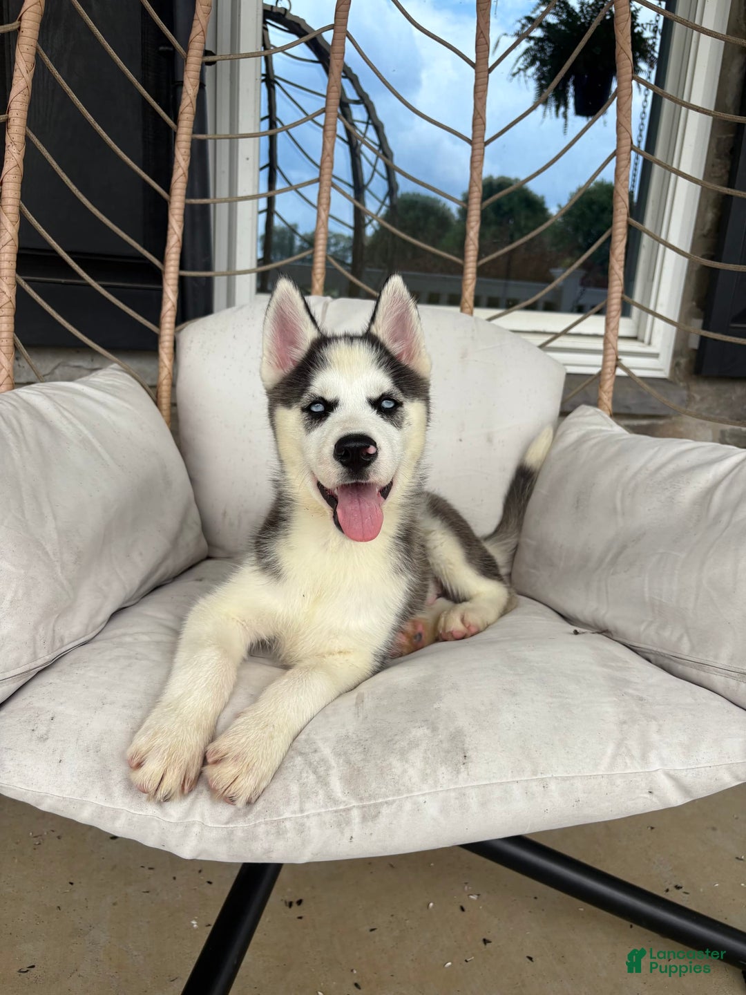 Siberian Husky dogs for sale: Bruno - Image 2