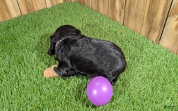 Cavalier King Charles Spaniel dogs for sale: Brin Girl 2 - Image 1