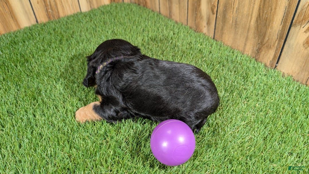 Cavalier King Charles Spaniel dogs for sale: Brin Girl 2 - Image 1