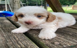 Mini Goldendoodle dogs for sale: Cooper - Image 24