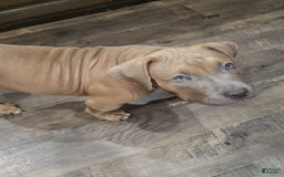 American Bully dogs for sale: Big Hoss - Image 37