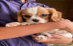 Cavalier King Charles Spaniel dogs for sale: Starlight - Image 3