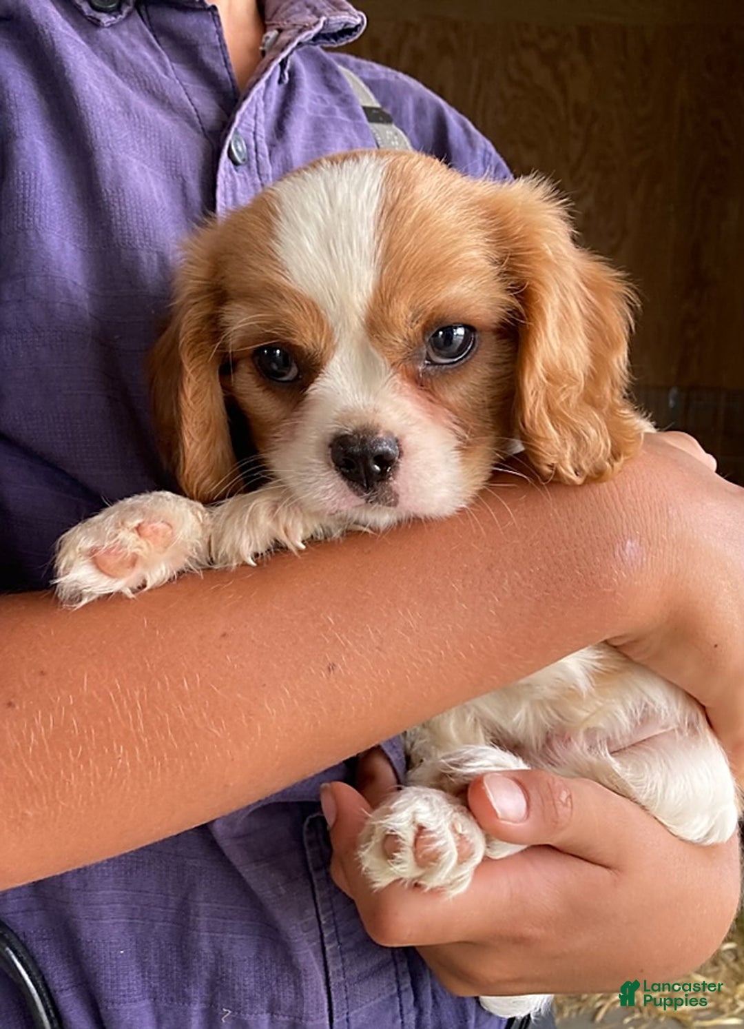 Cavalier King Charles Spaniel dogs for sale: Starlight - Image 3