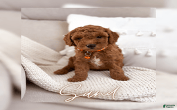 Mini Goldendoodle dogs for sale: Sand - Image 1