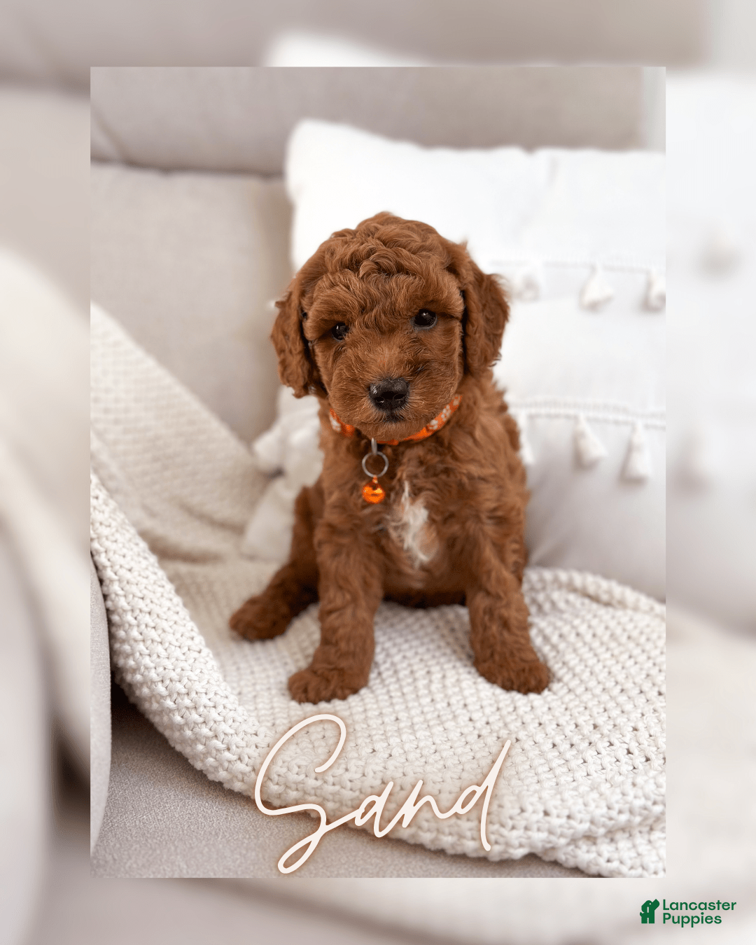 Mini Goldendoodle dogs for sale: Sand - Image 1