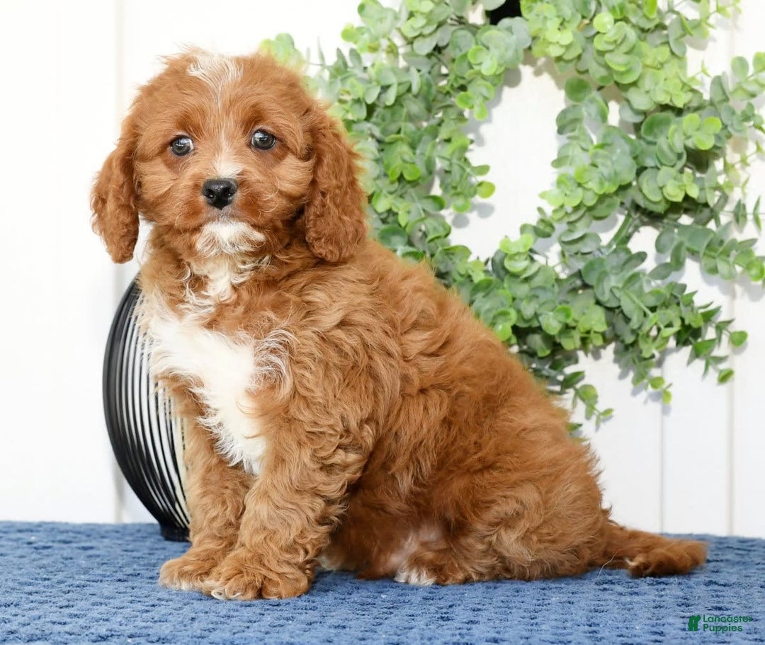 Cavapoo dogs for sale: Ernesto - Image 7