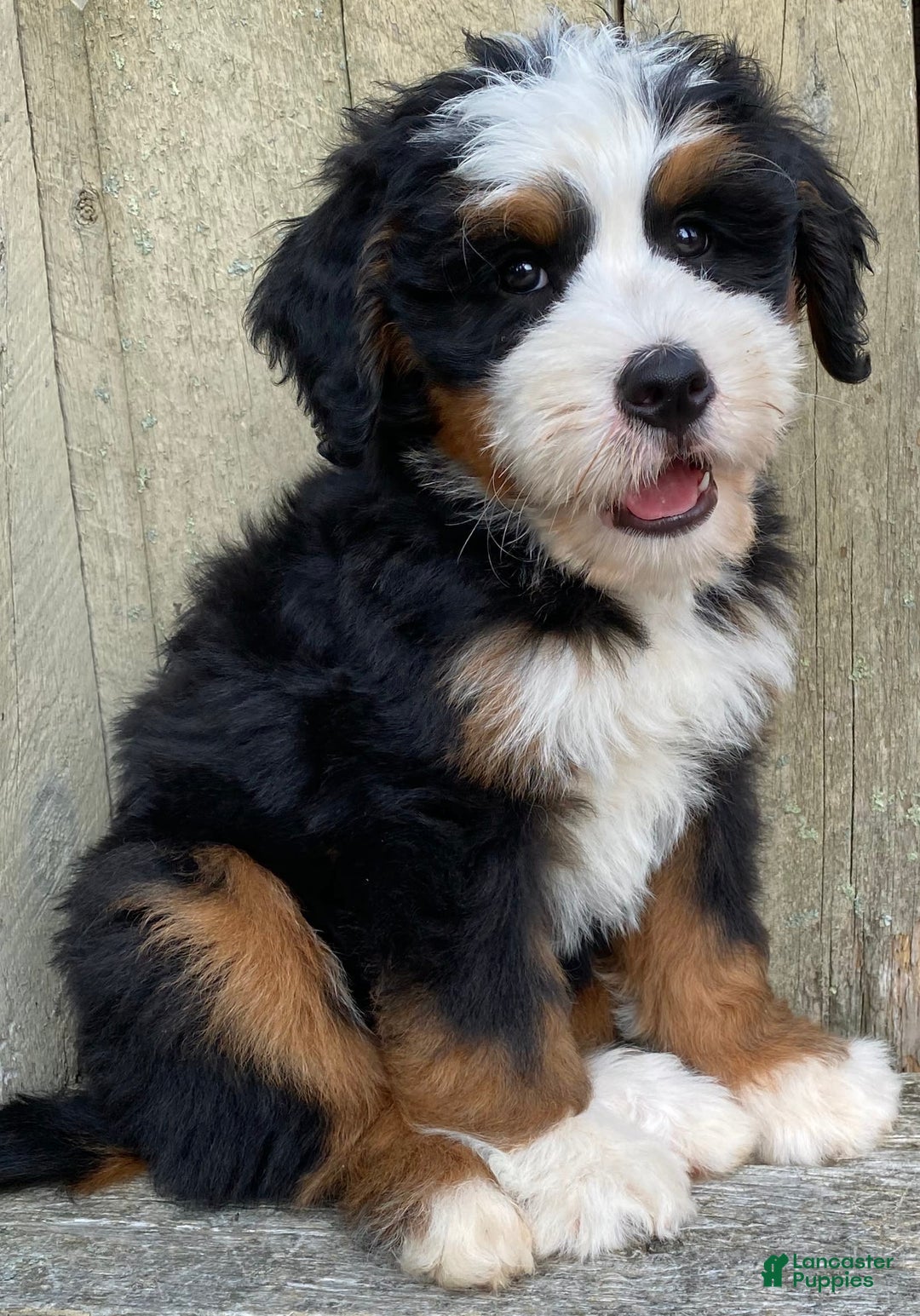 Mini Bernedoodle dogs for sale: 💚 Boston Ma 💚 Mini Bernedoodle - Image 19
