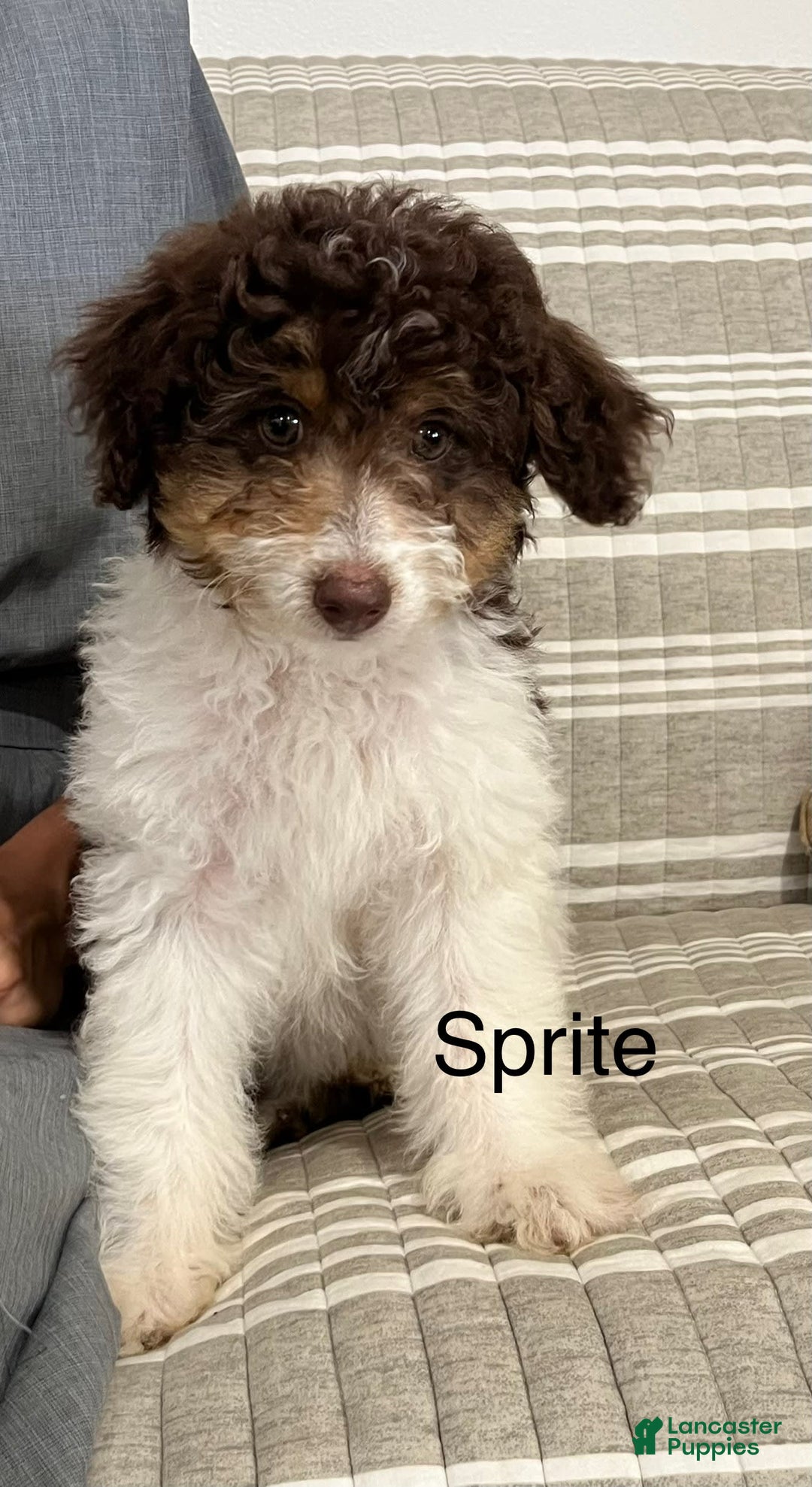 Mini Aussiedoodle dogs for sale: Spirit - Image 2