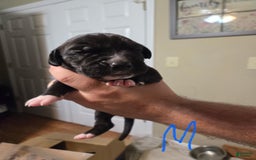 Great Dane dogs for sale: Black Male 4 - Image 1
