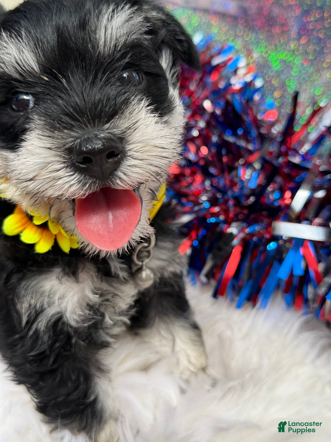 Miniature Schnauzer dogs for sale: BELLA - Image 3