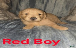 Golden Retriever dogs for sale: Red Boy - Image 2