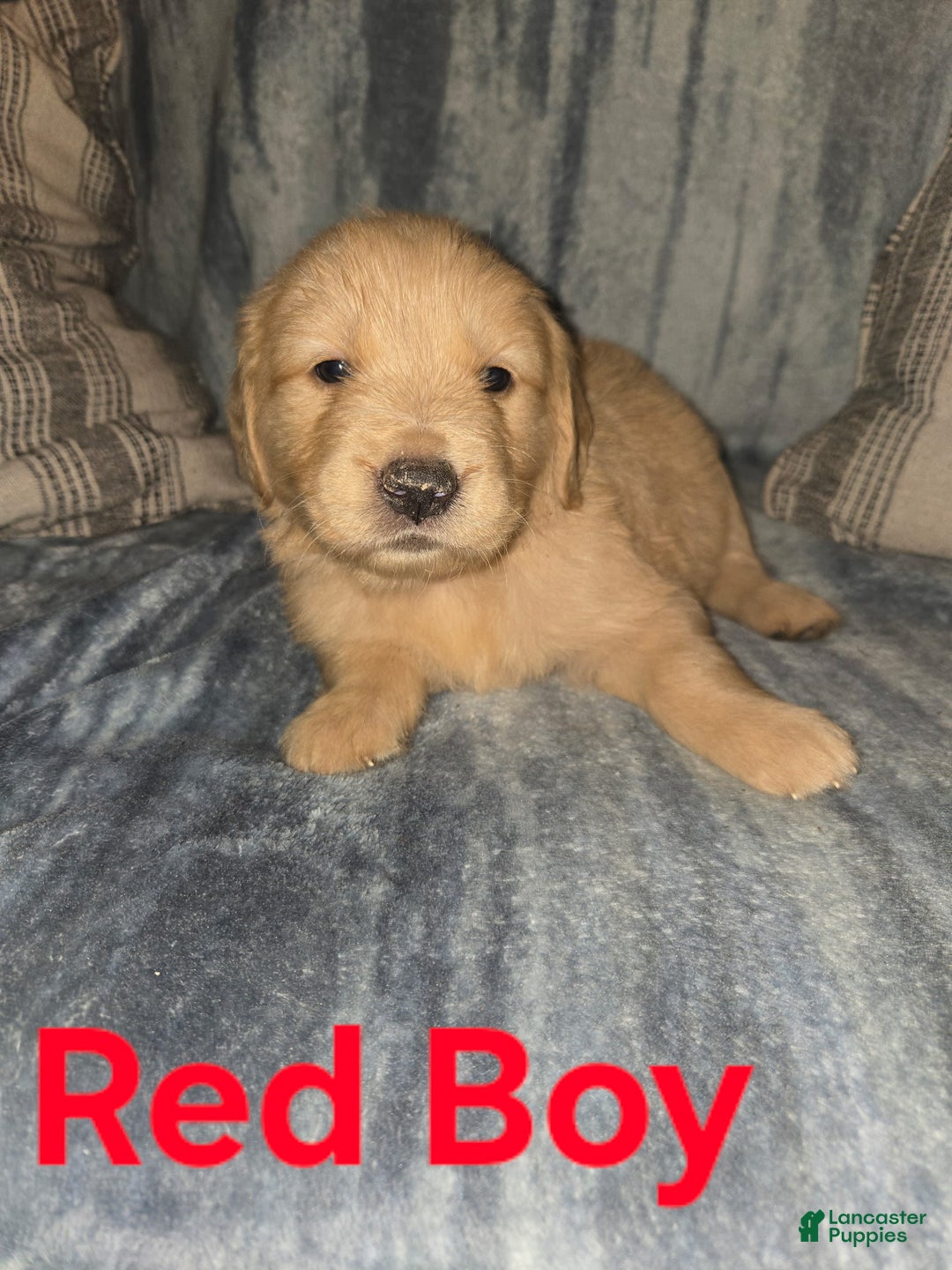 Golden Retriever dogs for sale: Red Boy - Image 2