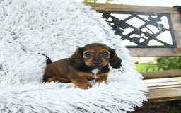 Miniature Dachshund dogs for sale: Brie - Image 1