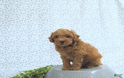 Mini Goldendoodle dogs for sale: Marshall - Image 2