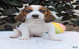Beagle dogs for sale: Charlie - Image 4