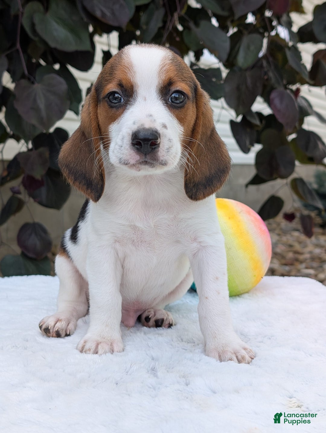 Beagle dogs for sale: Charlie - Image 4
