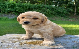 Labradoodle dogs for sale: Douglas - Image 13
