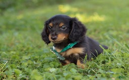 Miniature Dachshund dogs for sale: Scott - Image 2