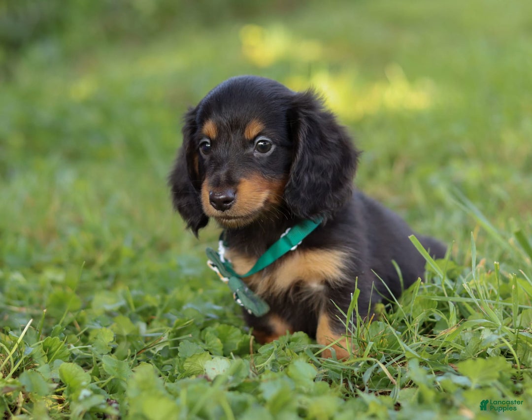 Miniature Dachshund dogs for sale: Scott - Image 2
